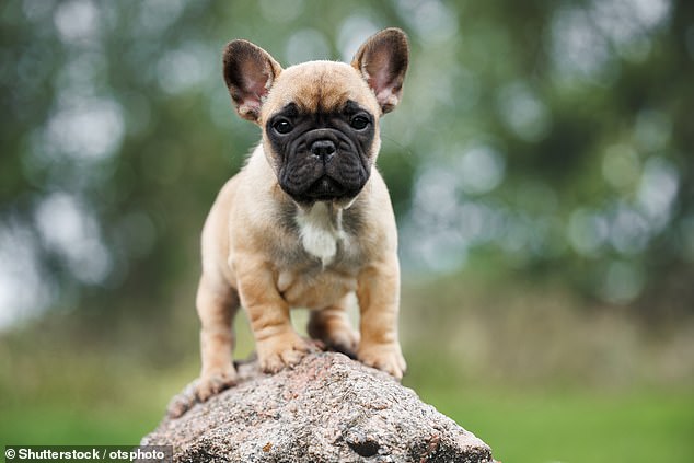 With their wrinkly faces and bat-like ears, it's no surprise that French Bulldogs have become a favourite breed among celebrities